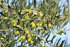 Olive Clermontaise