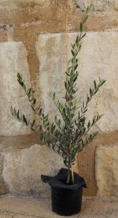 Jeune plant d’olivier