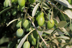 Olive Picholine