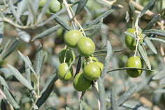 Olive Verdale de l’Hérault