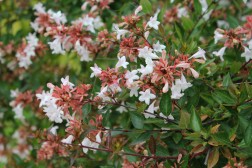 Abelia Grandiflora