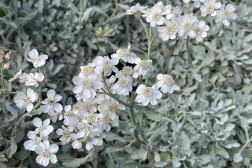 Achillea Umbellata