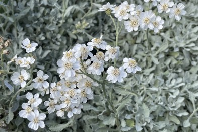 Achillea Umbellata