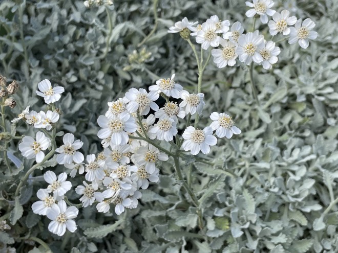 Achillea Umbellata