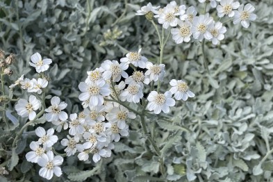 Achillea Umbellata