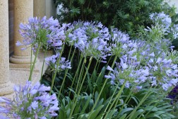 Agapanthus Umbellatus