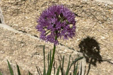Allium Millenium