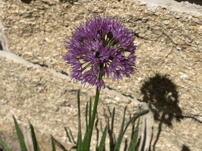 Allium Millenium