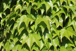 Ampelopsis Qinquefolia
