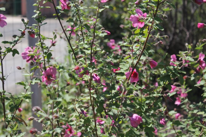 Anisodontea