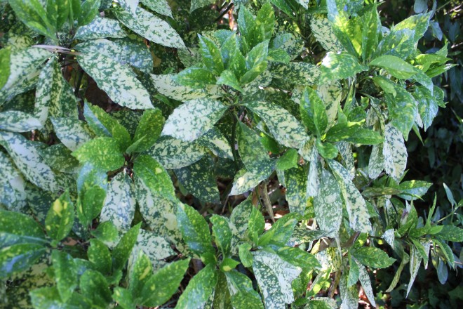 Aucuba Japonica
