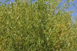 Bambou Phyllostachys Aurea