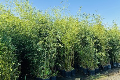 Bambou Phyllostachys Bisseti