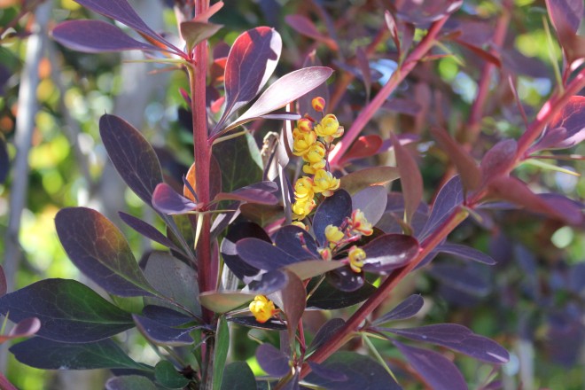 Berberis Red Jewel