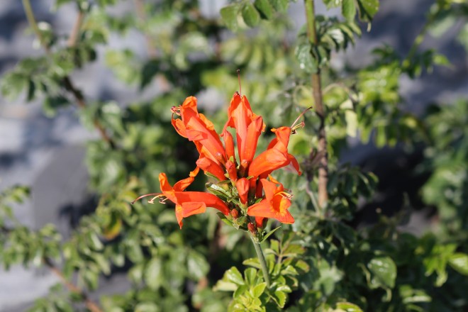 Bignone du Cap Tecomaria Capensis