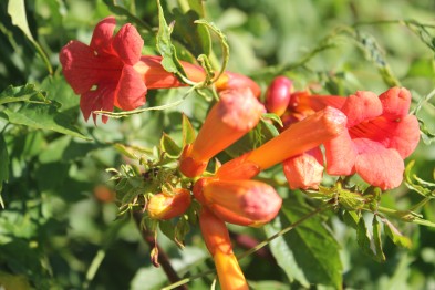 Campsis Radicans Flamenco