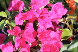 Bougainvilliea