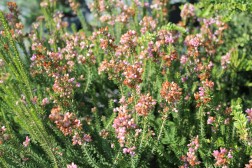 Erica Multiflora