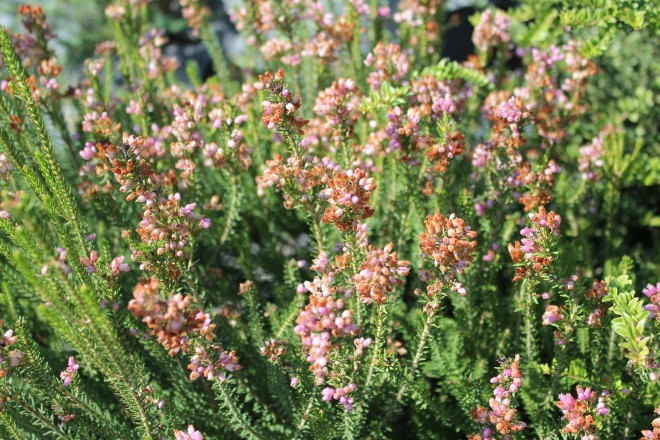 Bruyère Multiflora