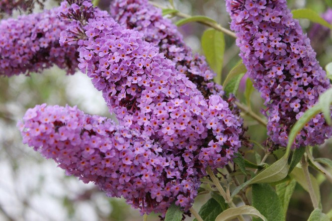 Buddleia