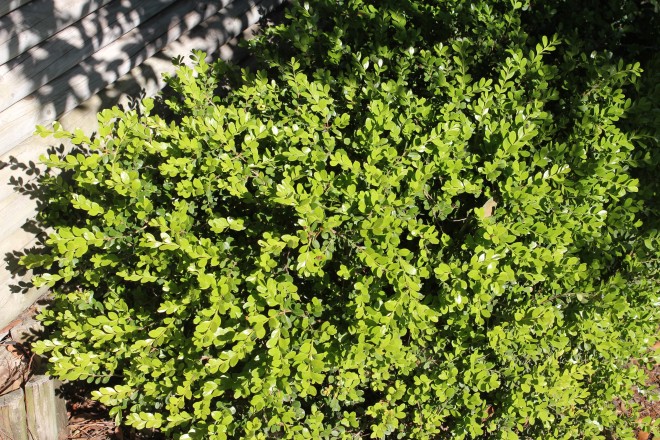 Buxus Rotondifolia