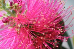 Callistemon Bright Pink