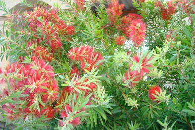 Callistemon King&#039;s Park