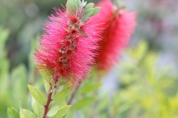 Callistemon Leavis