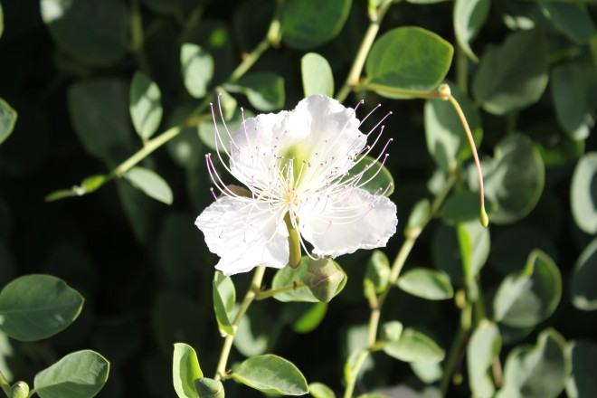 Capparis spinosa