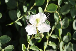 Capparis spinosa