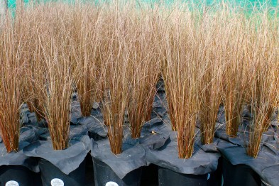 Carex Buchananii