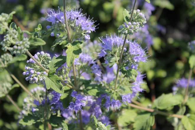 Caryopteris