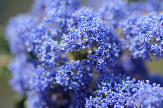 Ceanothus