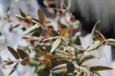 Lonicera Japonica Chinensis