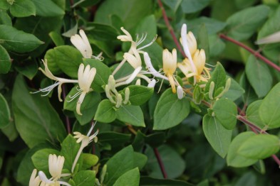 Lonicera Japonica Halliana