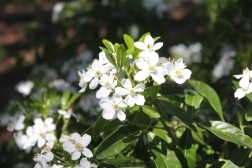 Choisya Ternata