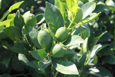 Citrus x Fortunella &quot;Limequat&quot;