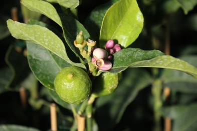 Citrus Lemon &quot; 4 saisons de P&eacute;zenas &quot;