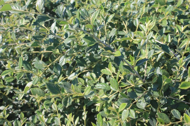 Cotoneaster Franchetti