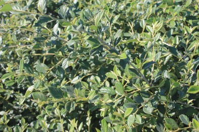 Cotoneaster Franchetti