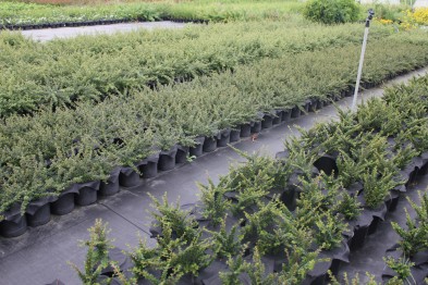 Cotoneaster Horizontalis