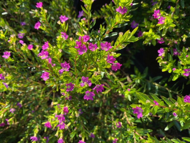 Cuphea rose