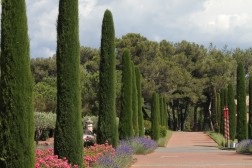 Cupressus Semper. Stricta