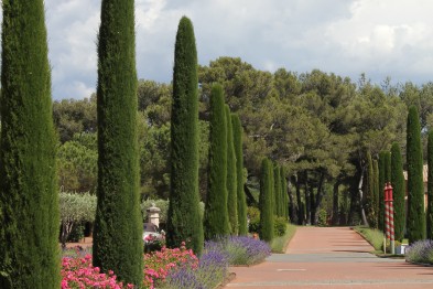 Cupressus Semper. Stricta
