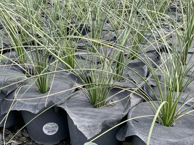 Dasylirion Quadrangulatum