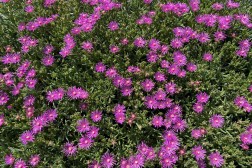 Delosperma Cooperi