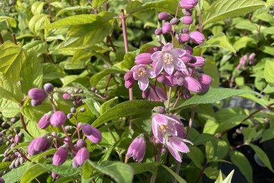 Deutzia Perle Rose
