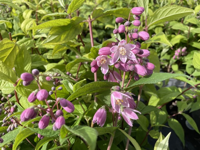 Deutzia Perle Rose