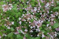 Deutzia Perle Rose