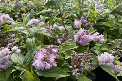 Deutzia Pink Pompon